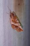 Selenia dentaria