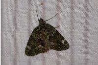 Chloroclysta siterata