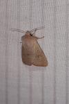 Orthosia cerasi