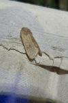 Orthosia cruda