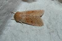 Orthosia miniosa