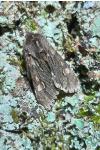 Brachionycha nubeculosa
