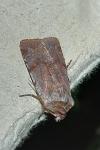 Cerastis rubricosa