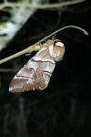 Endromis versicolora