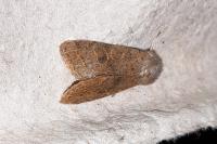 Orthosia cerasi