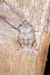 Orthosia incerta