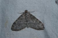 Lobophora halterata