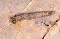 Taleporia tubulosa