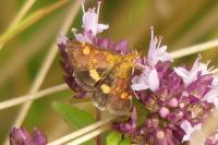 Pyrausta aurata