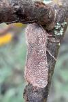 Orthosia incerta