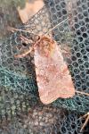 Cerastis rubricosa