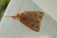 Anorthoa munda