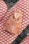 Orthosia miniosa