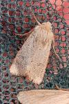 Orthosia cruda