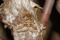 Lycia hirtaria