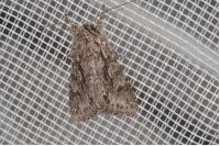 Xylocampa areola