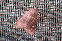 Eupsilia transversa