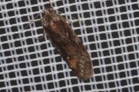 Semioscopis oculella