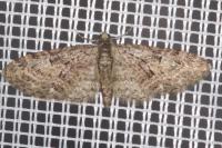 Eupithecia abbreviata