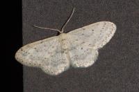 Idaea seriata
