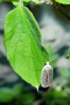 Agonopterix