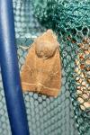 Orthosia cerasi