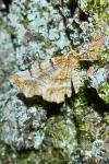 Selenia dentaria