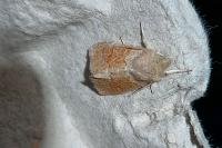 Orthosia miniosa
