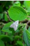 Nola confusalis
