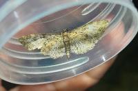 Eupithecia abbreviata
