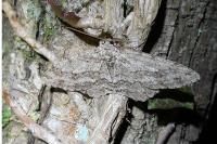 Ectropis crepuscularia