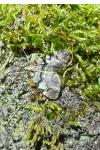 Anticlea derivata