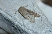 Orthosia cruda