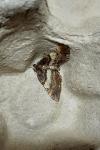 Earophila badiata