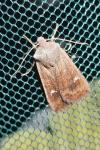 Eupsilia transversa