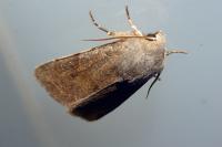 Orthosia incerta