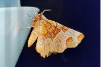 Selenia lunularia