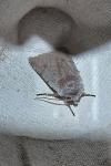 Cerastis rubricosa