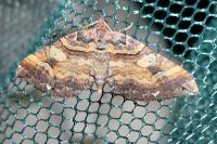Earophila badiata