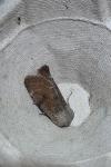 Orthosia incerta