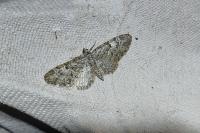 Eupithecia dodoneata
