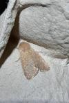 Orthosia cruda