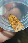 Conistra rubiginea