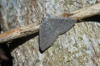 Aleucis distinctata