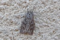 Xylocampa areola