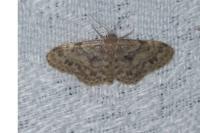 Idaea inquinata