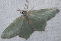 Thalera fimbrialis