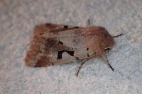 Orthosia gothica