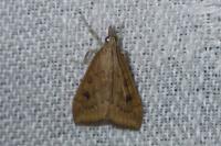 Udea ferrugalis