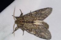 Peridea anceps